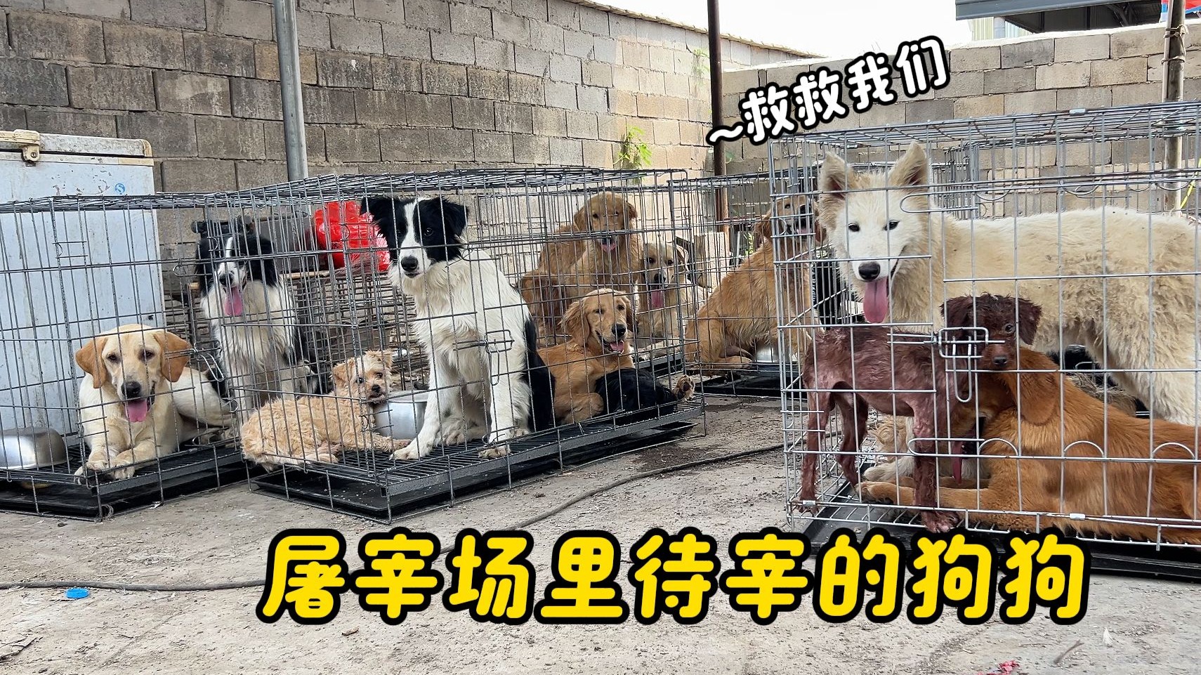 屠宰场里22只待宰的毛孩子，不住地哀嚎求救，绝望的眼神让人心疼