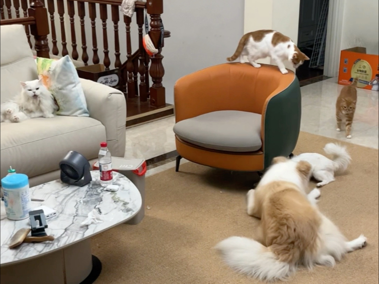 多孩家庭难免吵吵闹闹。#边牧陈贝拉 #贝拉家族