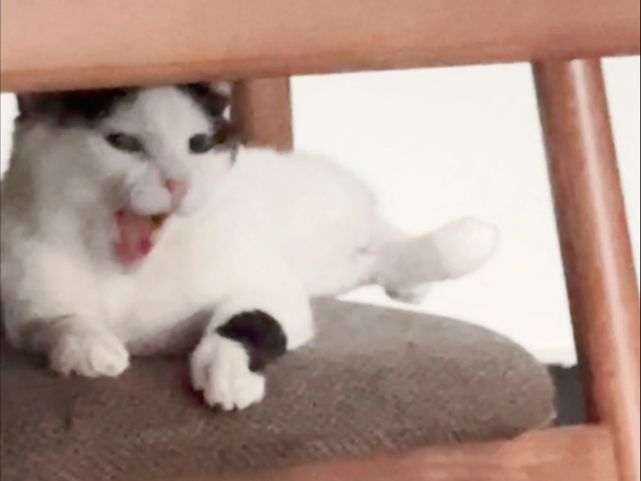 开到了隐藏款奶牛猫