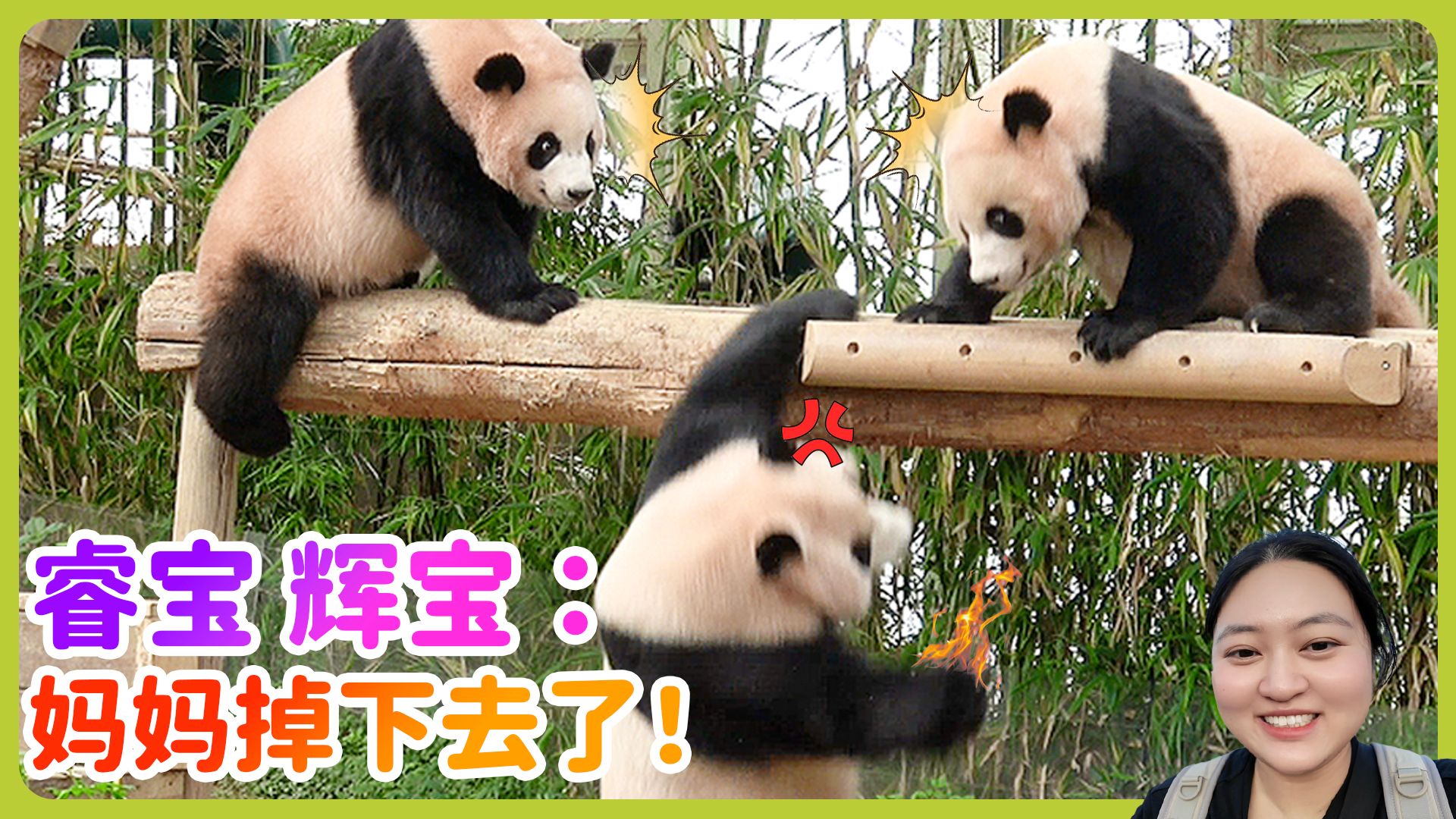 大熊猫睿宝辉宝把妈妈从平衡木上撞了下去？爱宝怒了！辉宝回家和