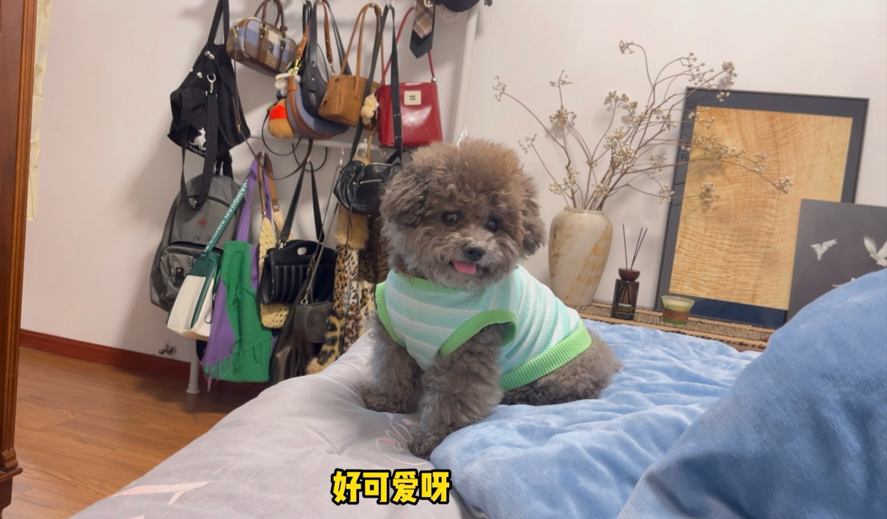 如果问我哪个瞬间觉得狗狗老了，大概就是它不敢自如上下床的时