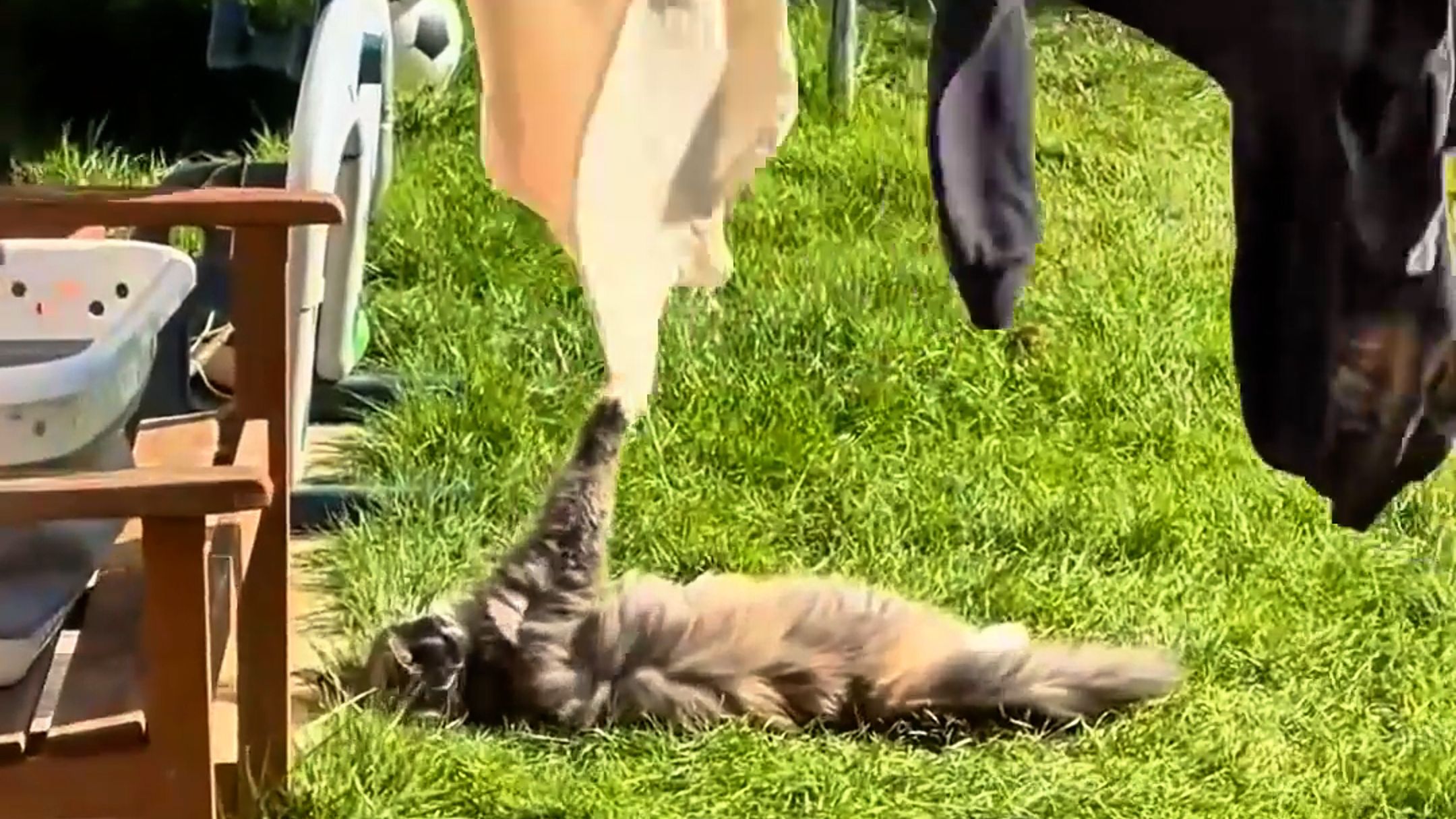 这就是猫猫的生活态度