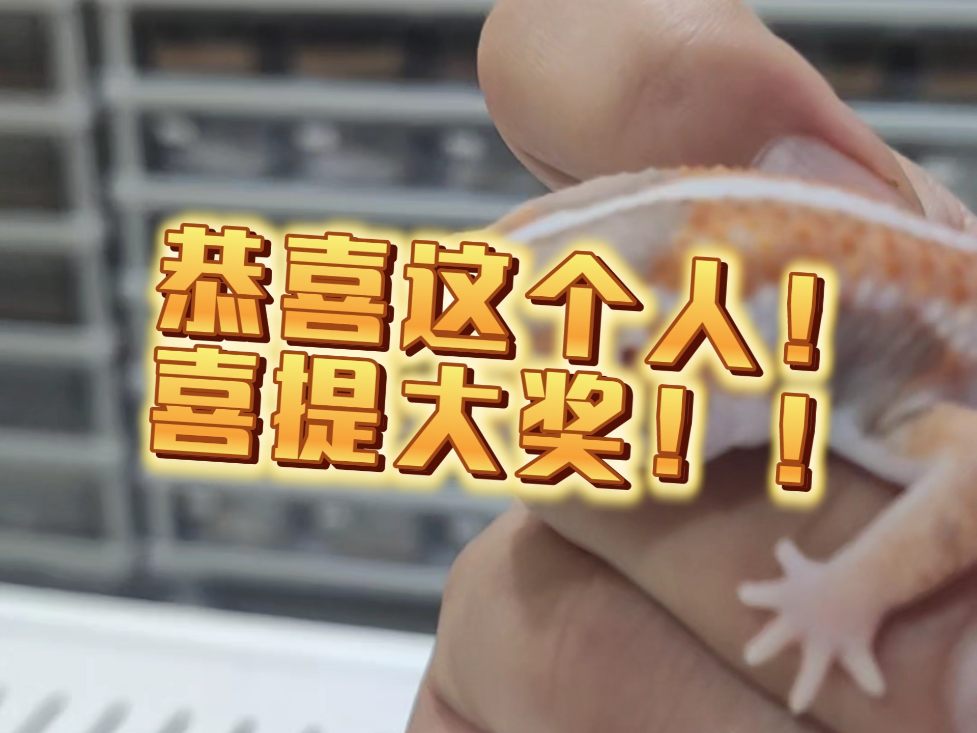 100粉礼物已送完！期待300粉，500粉的奖品嘛？！