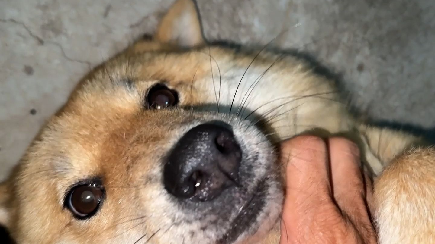 狗子：别看了，饭没吃光