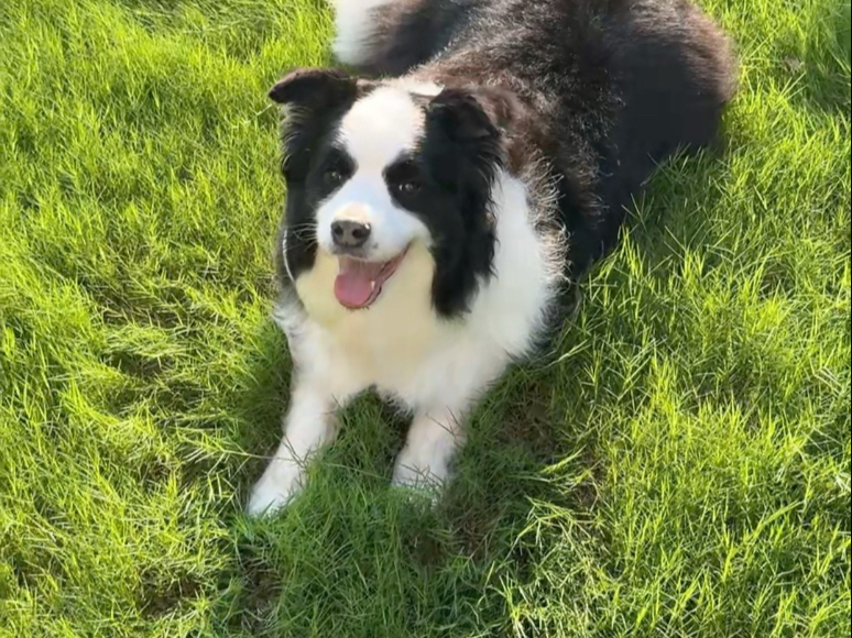 玩飞盘玩上瘾了！