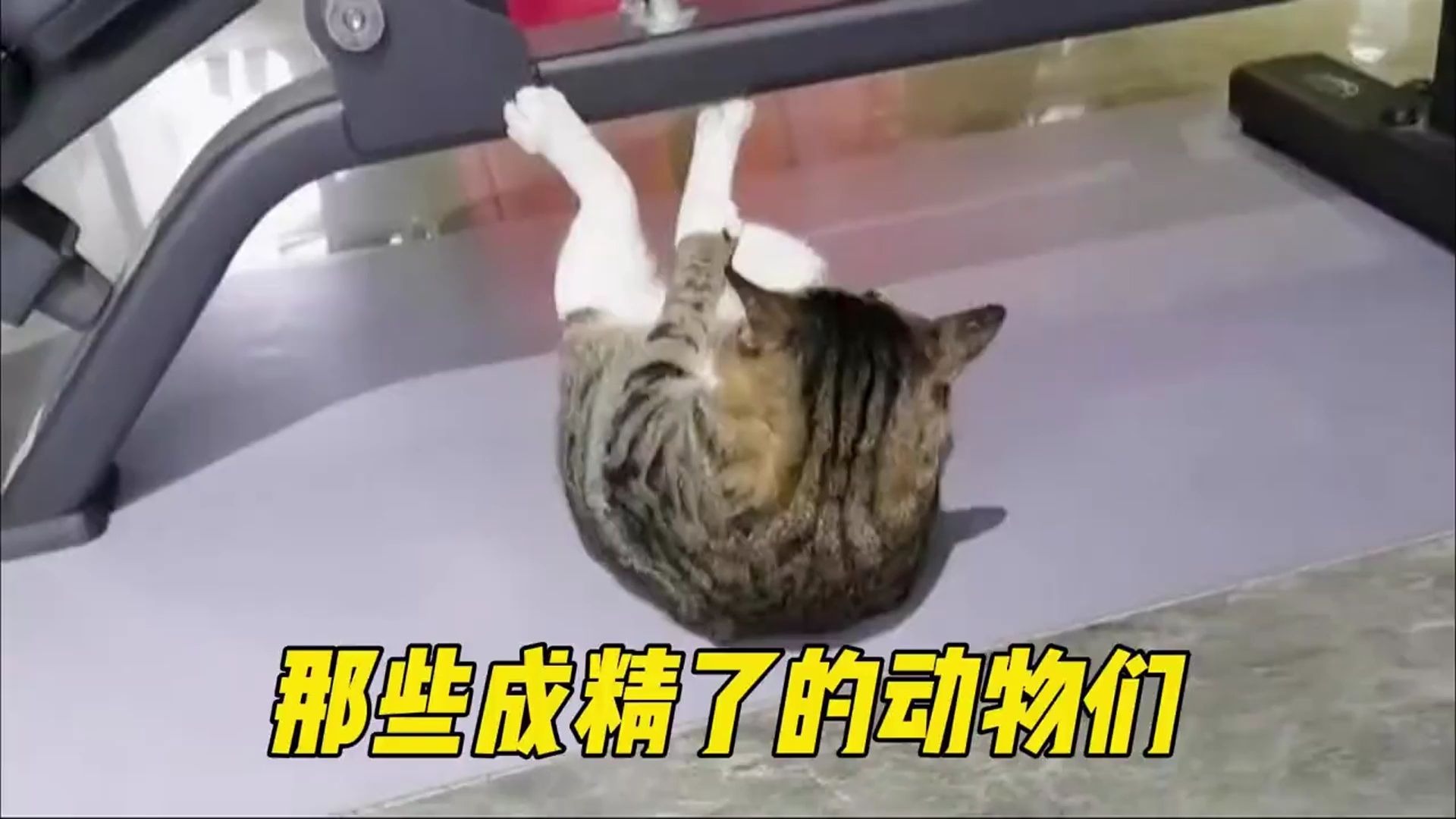 那些成了精的动物们