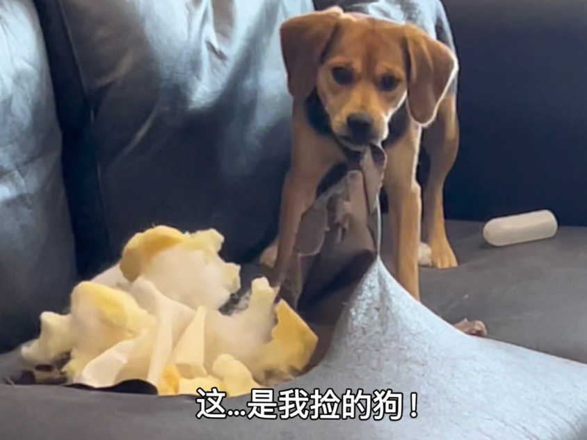自己捡的狗！含泪也要宠到底！