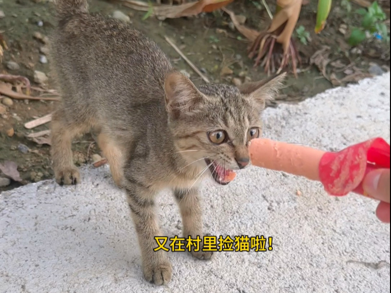 村里的小流浪猫想拥有一次逆天改命的机会！