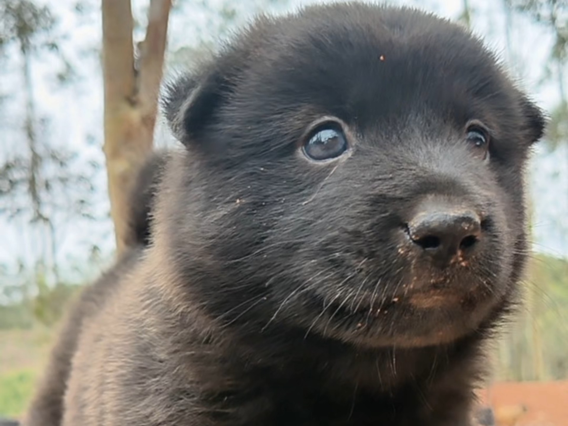 “吾家有犬初长成，黑如墨玉，萌态可掬。