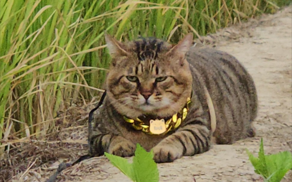 真跑了你又不乐意！稻香味的哈基米！