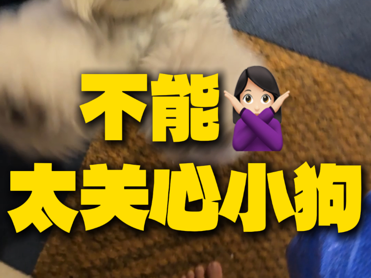 皮蛋，我的小狗。希望你可以理解我的良苦用心