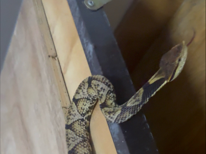 五步蛇哈气一看就欠管教