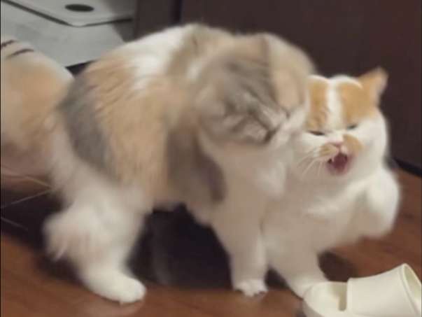 欢迎收看短腿小猪咪的娇夫日记～