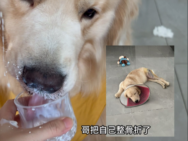 敬我小狗凭一己之力改变我妈改变我寄几