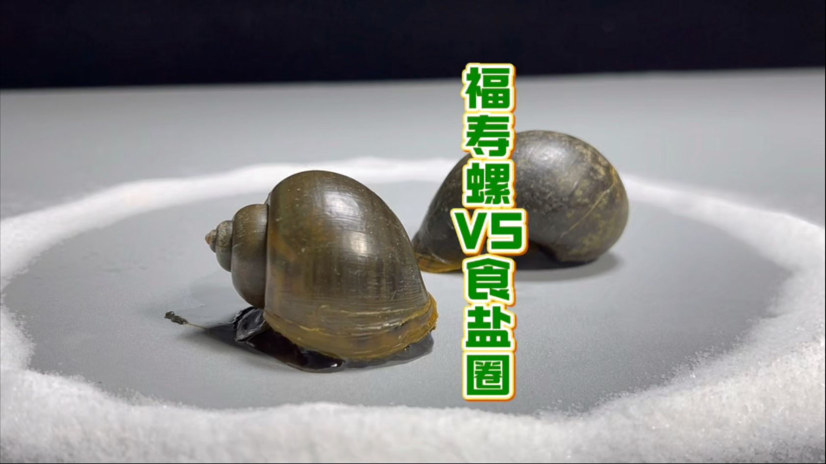福寿螺VS食盐圈