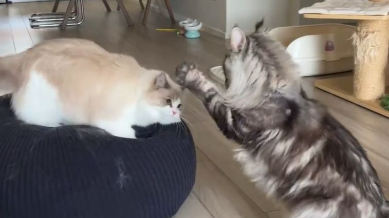 【Caesar和Loki的野爹】猪吓哥哥成功后开心跳舞
