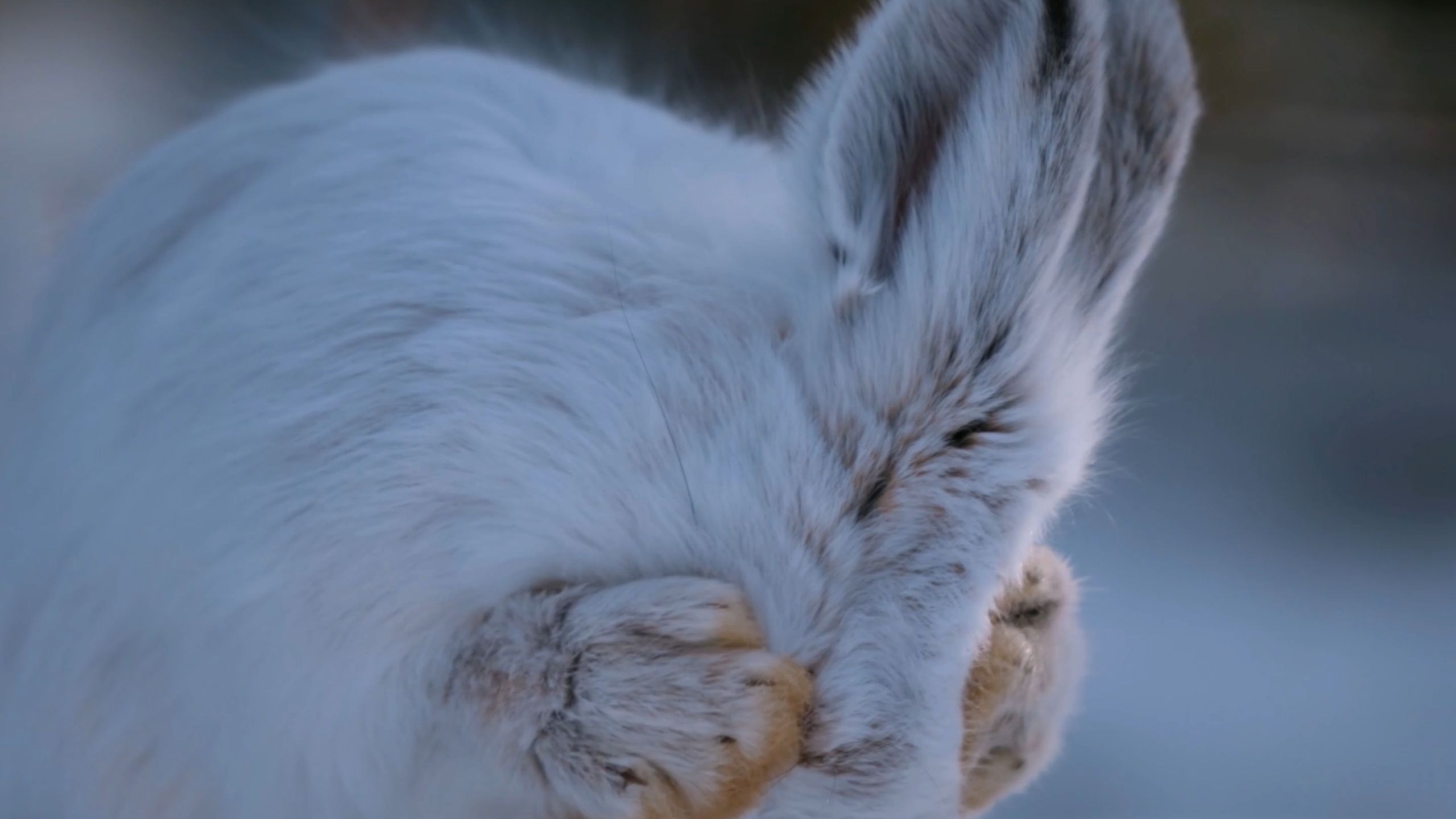 “冰原衔着极光，风在冻土上刻痕”
