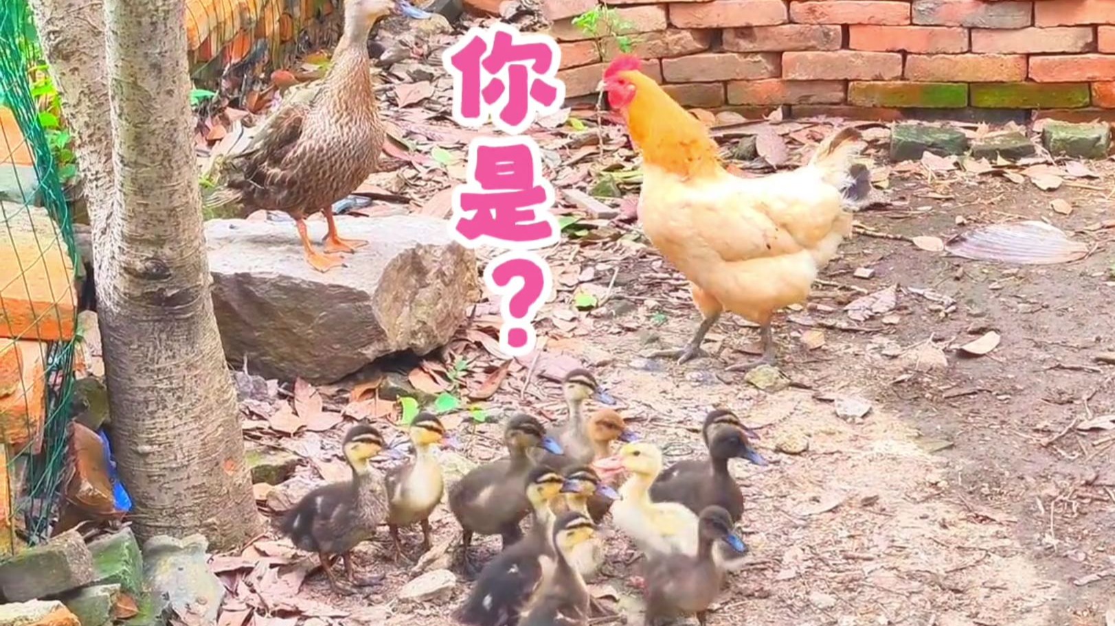 野鸭妈妈领着1窝宝宝，住进了大爷家，原来是来找家鸭爸爸的
