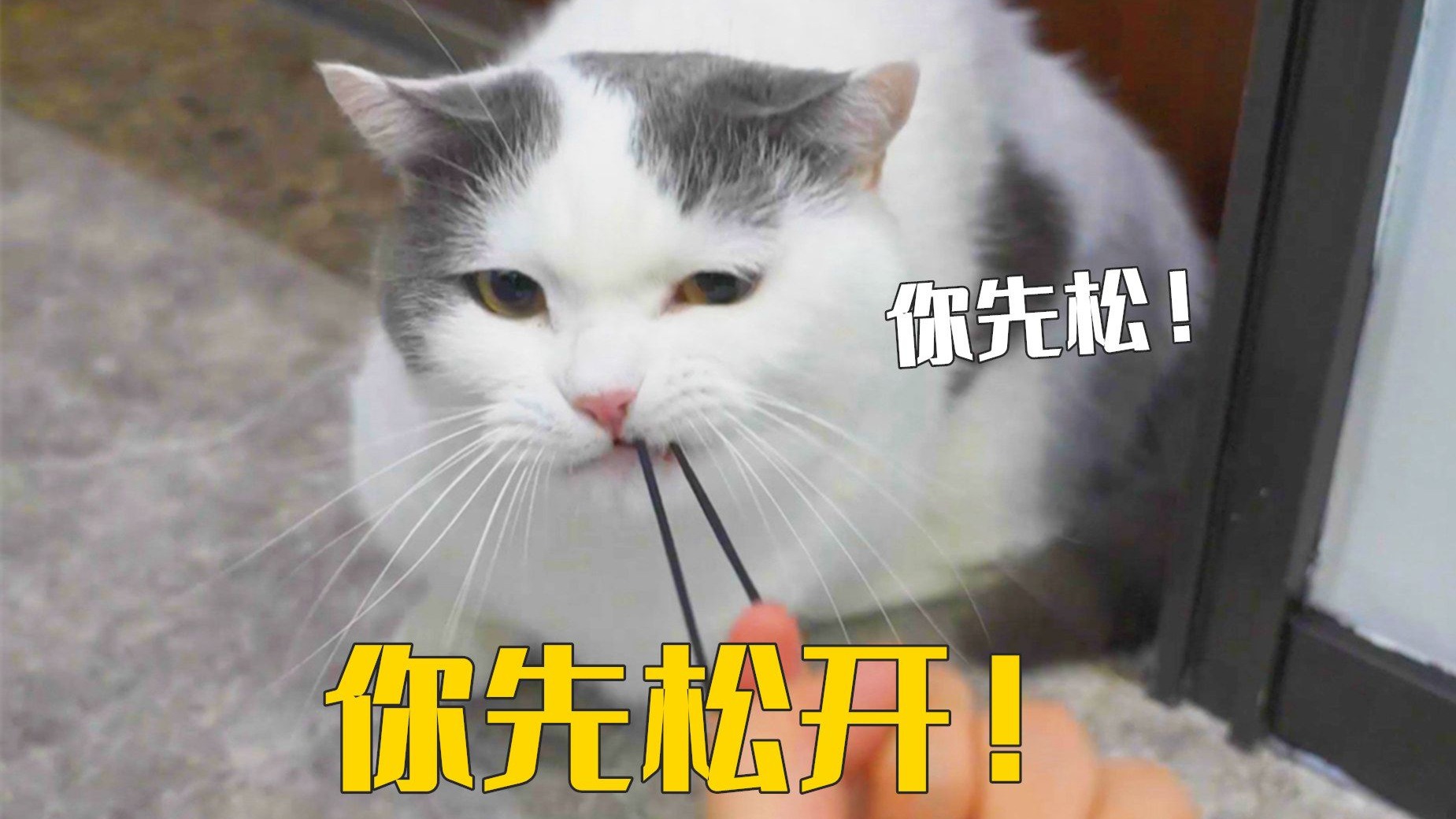 养了5只犟种猫，生活能多有意思？