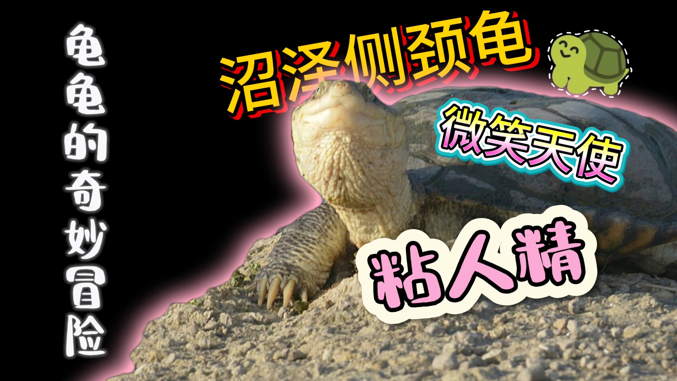 沼泽侧颈龟，最喜欢的一种龟