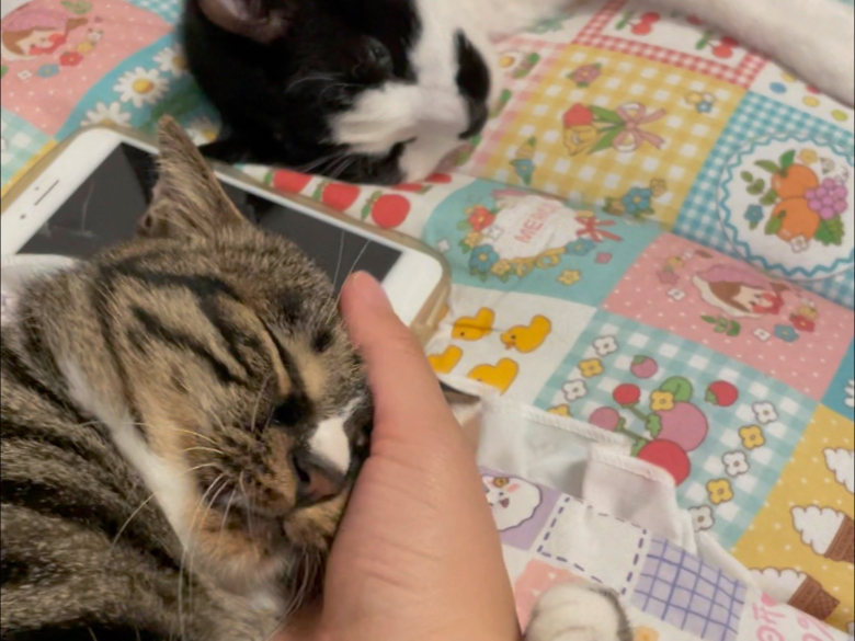 她真的好会啊！一秒都不用剪！狸花猫怎么这么…