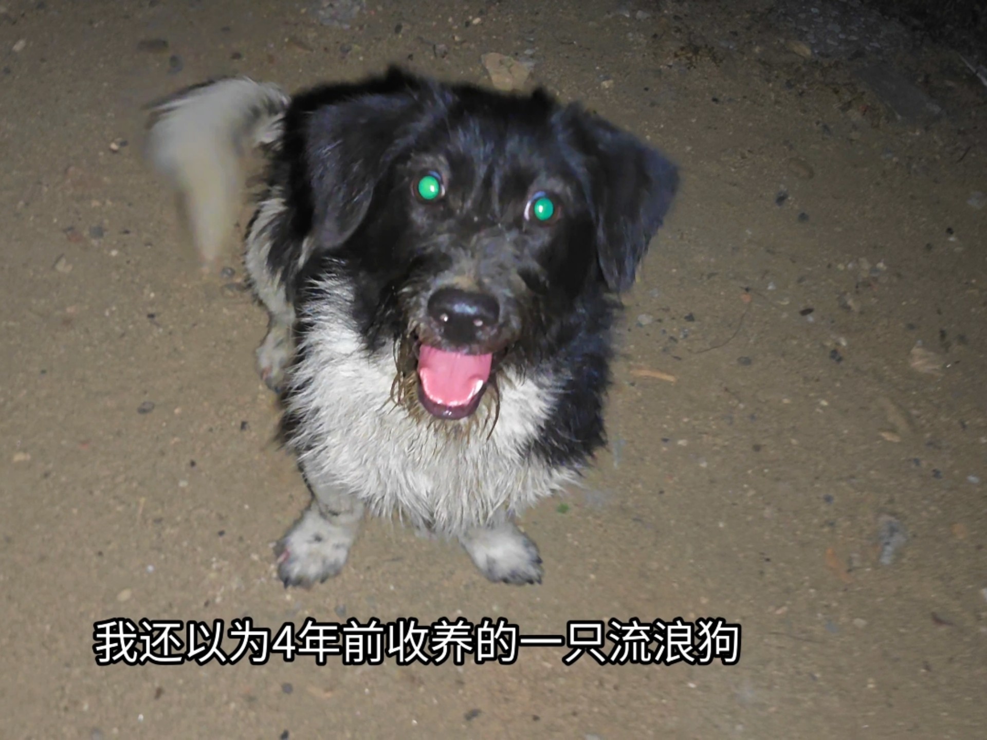 还以为四年前收养的第一条流浪狗又回来了！