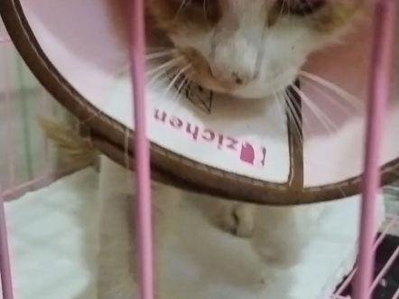 谢谢大家给小猫，我们叫凑凑！