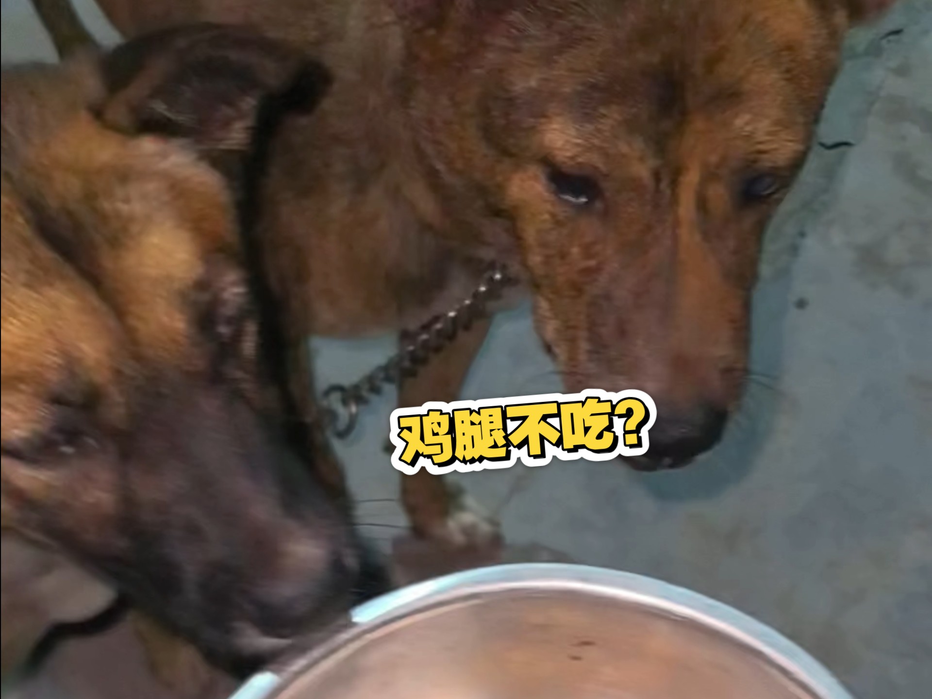 来福鸡腿都不吃了？还是说它想让给圆滚滚吃