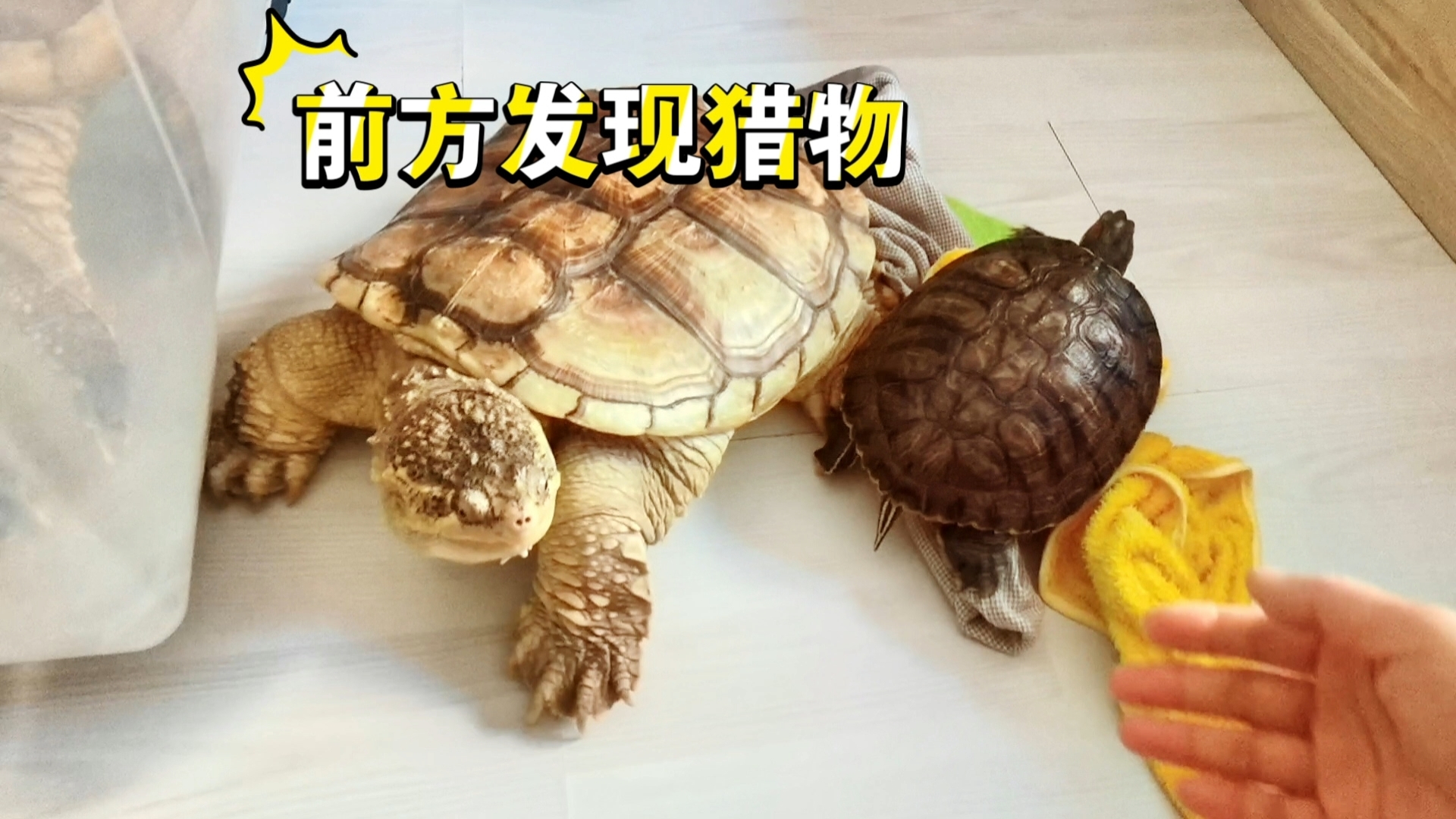 前方发现猎物