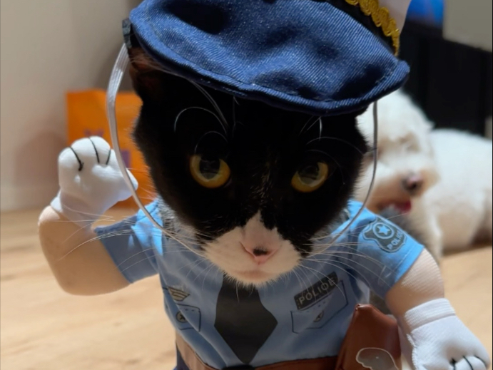 好运来找到了就业新方向！不想当警官的猫咪不是好来来～