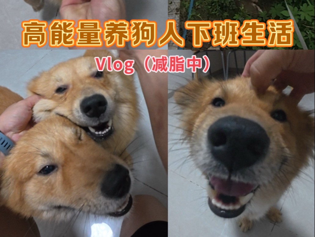这就是养狗人下班生活！