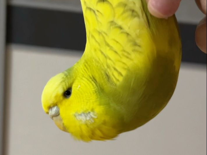 蕉味蝙蝠玩一下