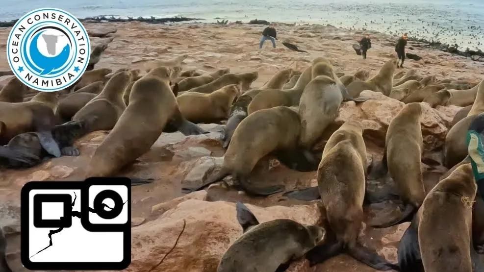 锋利的岩石，湿滑的地面，强大的团队！【纳米比亚海洋保护队】