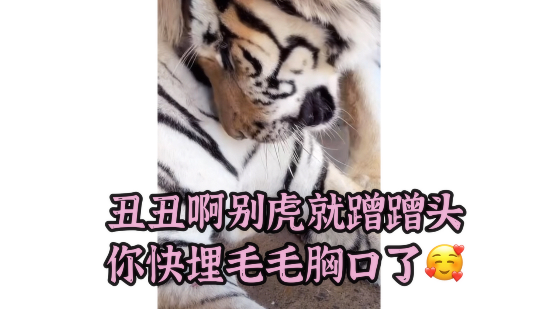 25.8.21丑:别误会我只想和你贴贴哦（小歪应该快到日子了 毛南