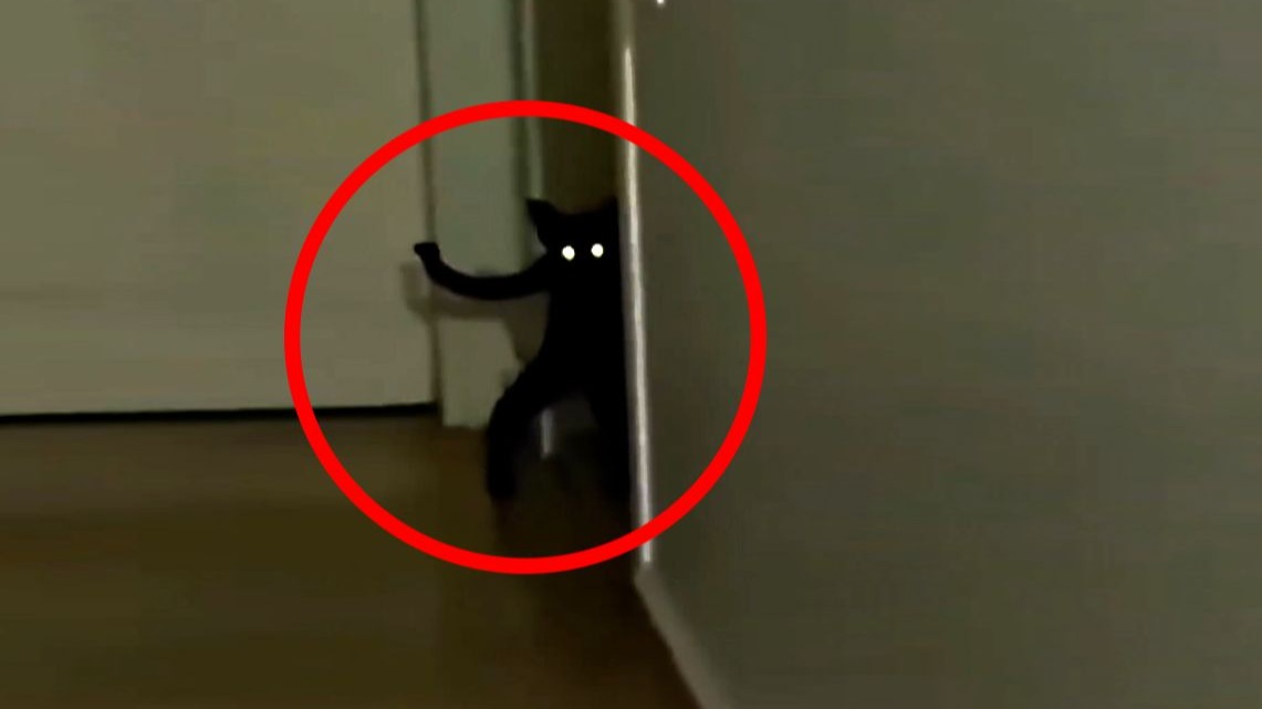 疑似《罗小黑战记真人版》片段泄露