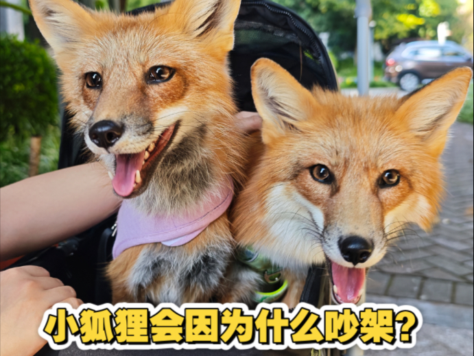 【萝卜麻薯大爆发】小狐狸会因为什么吵架？？