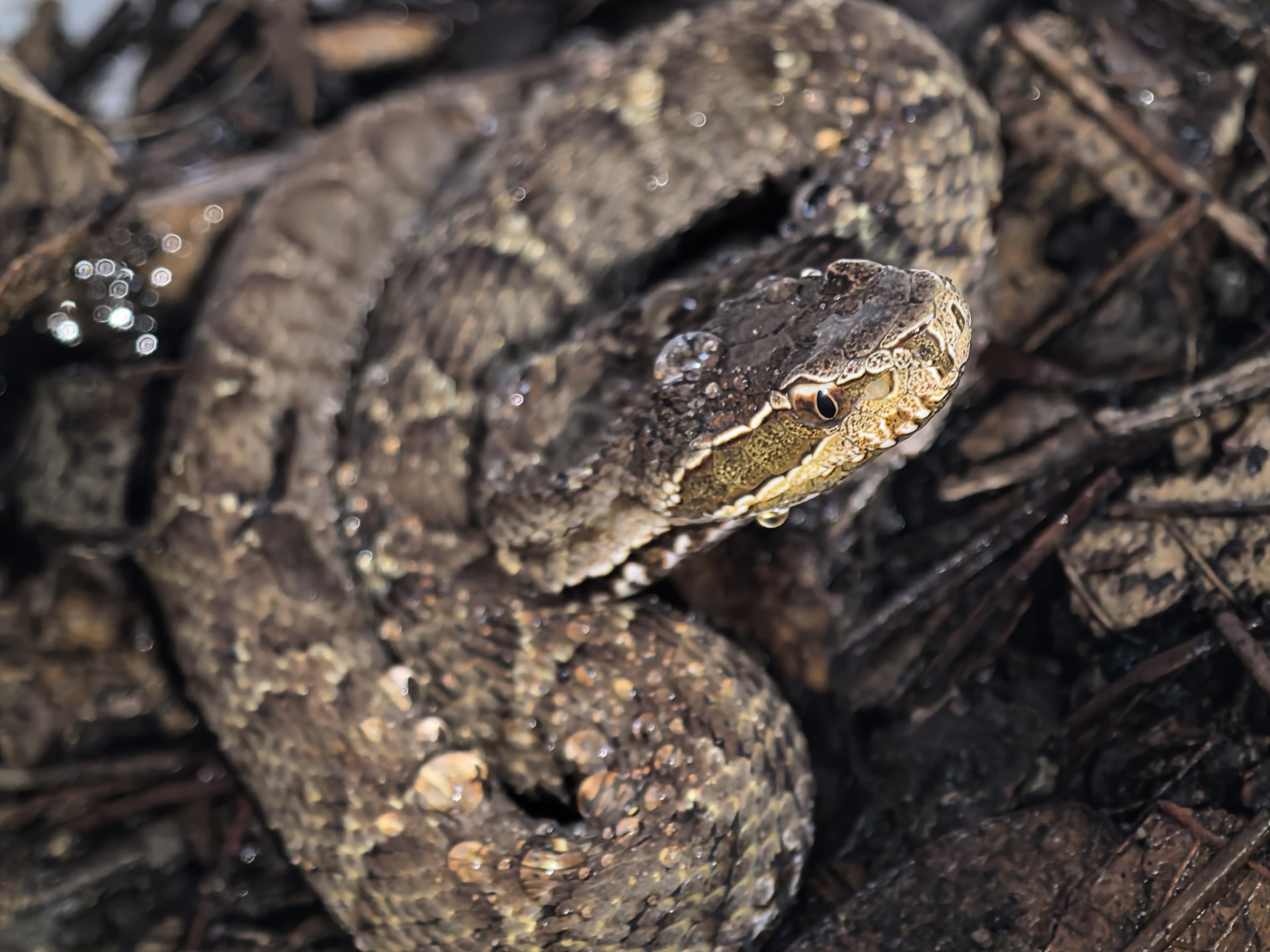 [饲养日常]一条很饿的乌苏里蝮