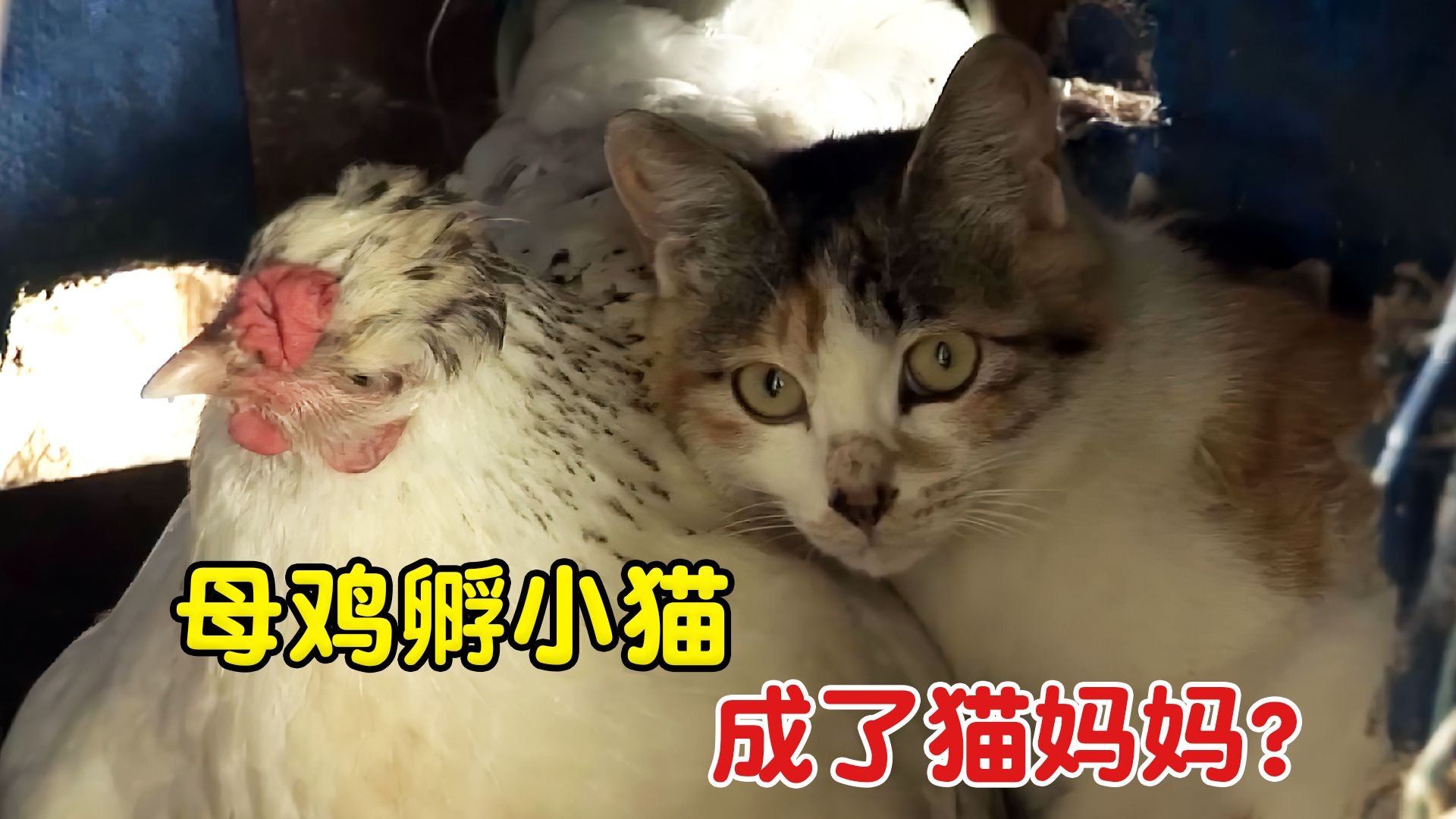 母鸡把猫当成了自己孩子，成天不下蛋就孵小猫
