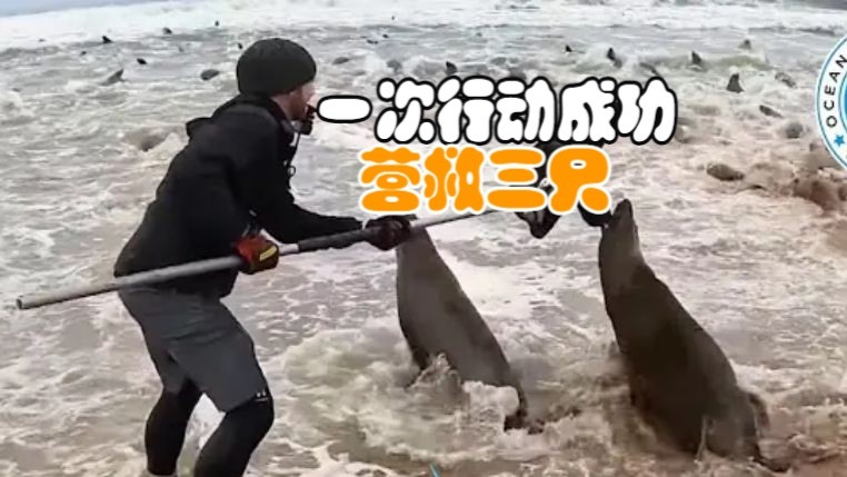 救援海狮合集：湿透了，但值得！一次行动成功营救三只