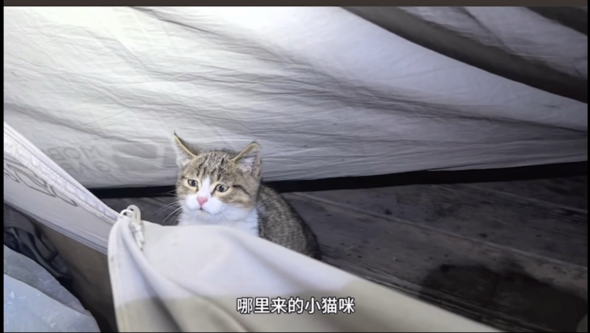 费尽亿番功夫，剪辑了师父骑行路上与各种小猫咪的缘分。让我们