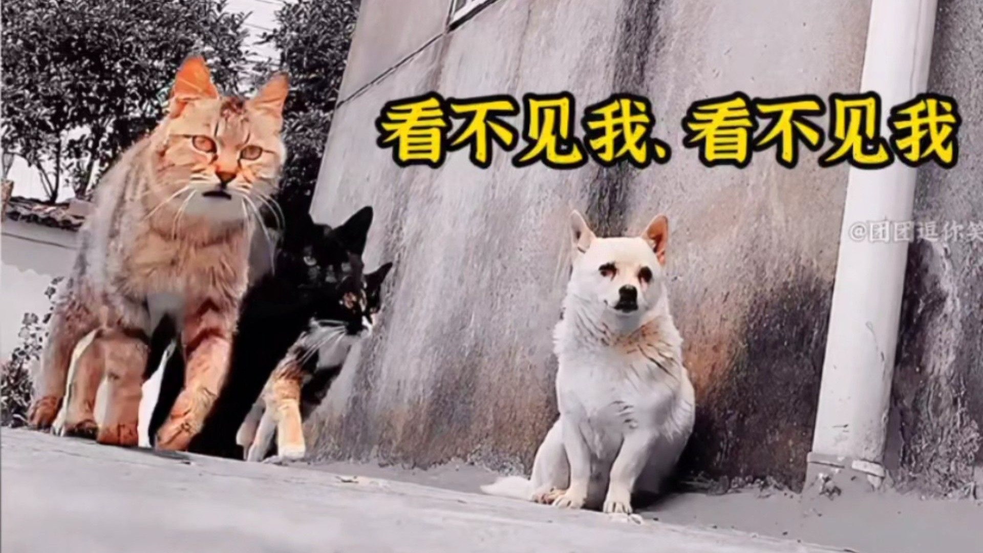 那些脾气暴躁个性的社会猫，全员丧彪。