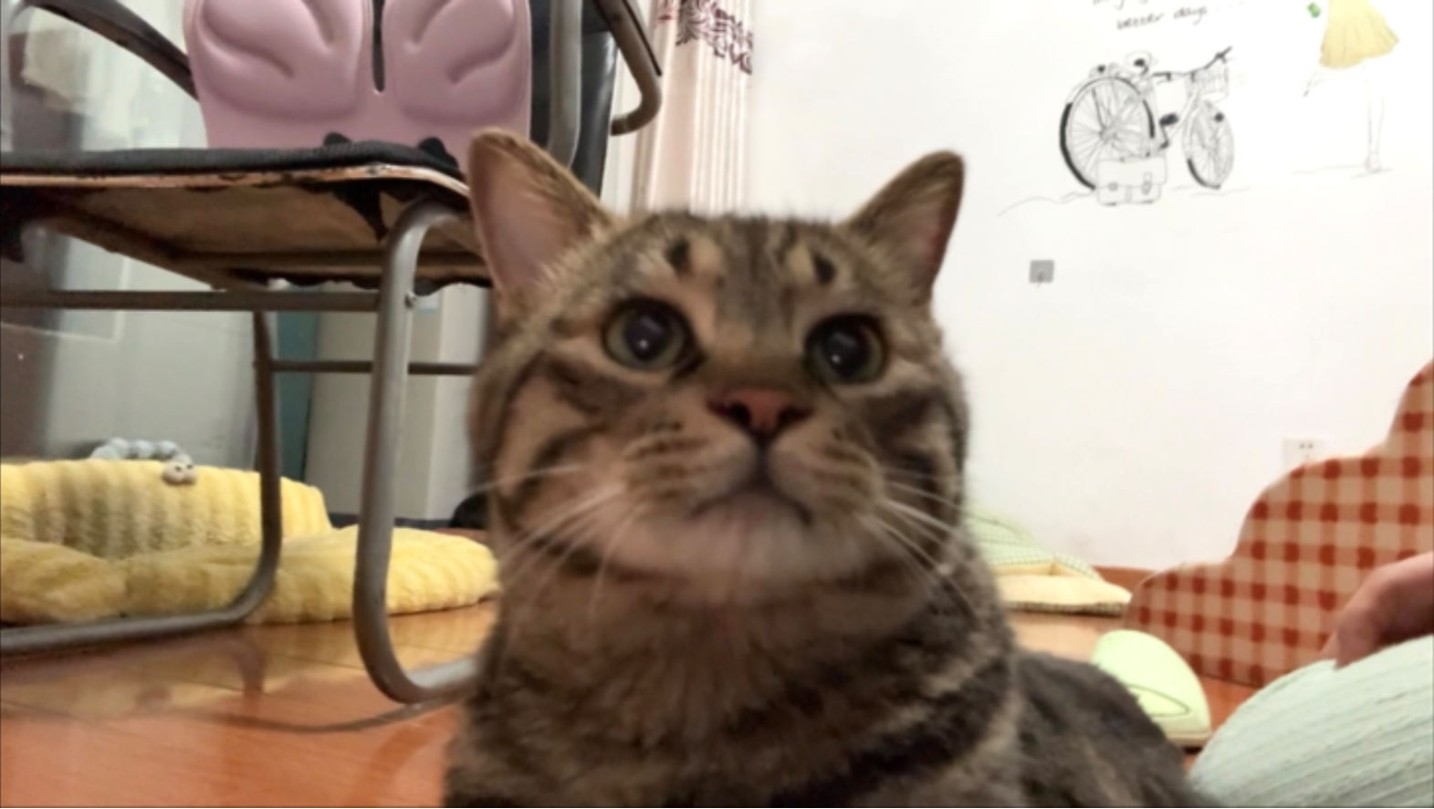 妈宝小猫有多双标：接我回家，走到门口发现是我爸掉头就跑