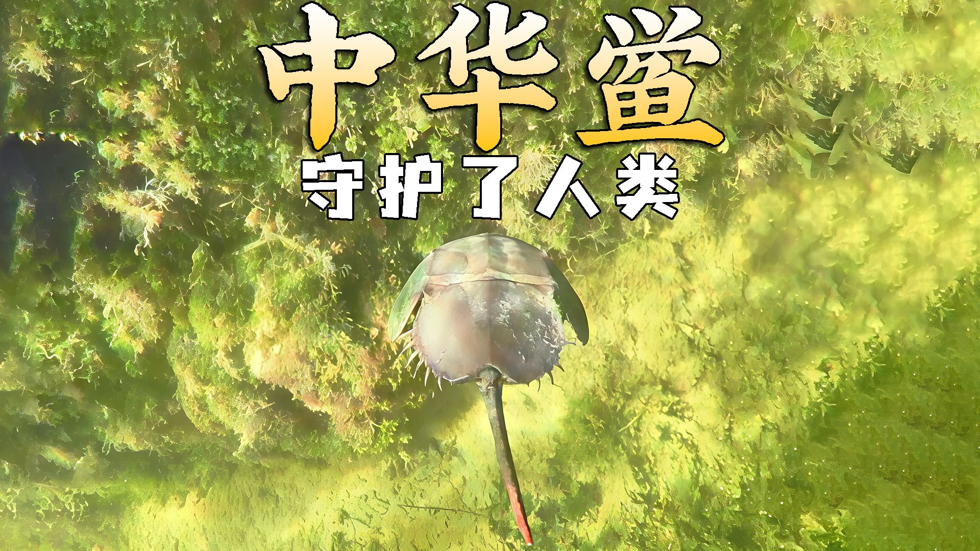 中华鲎：我守护了你们，却倒在了手术台上