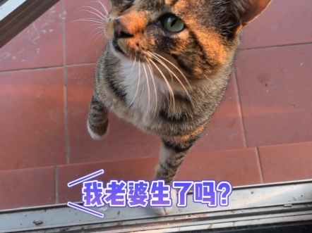 喵界最关心老婆的丧彪