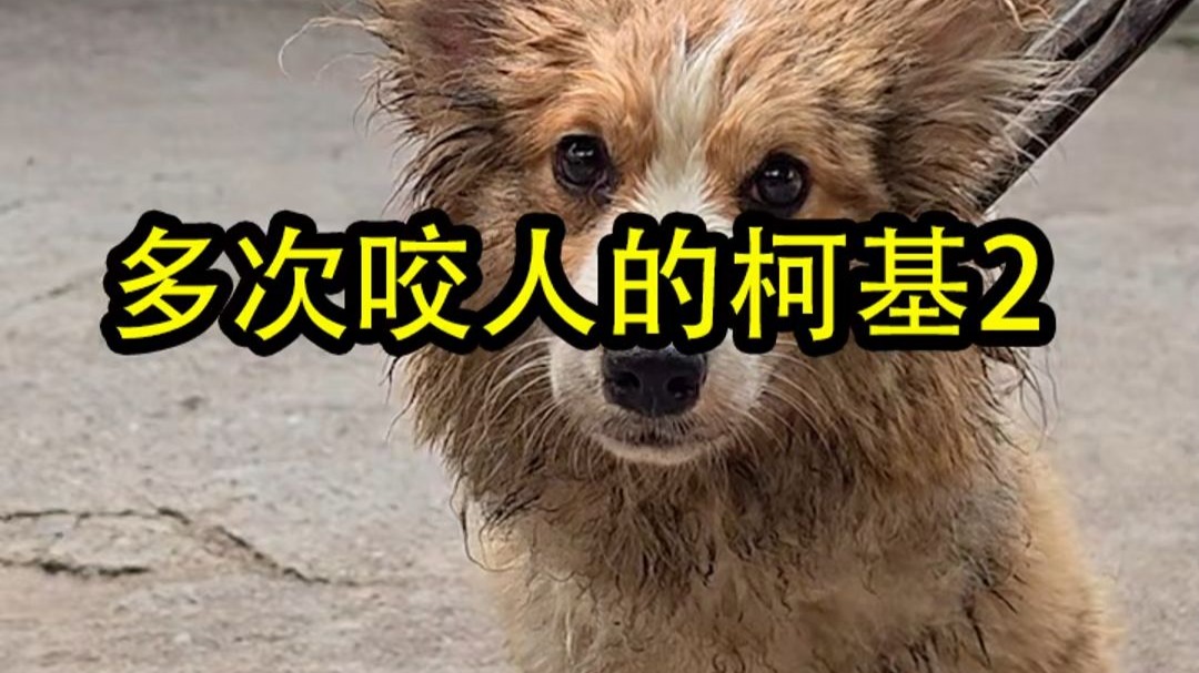 黑狼＋高加索vs柯基