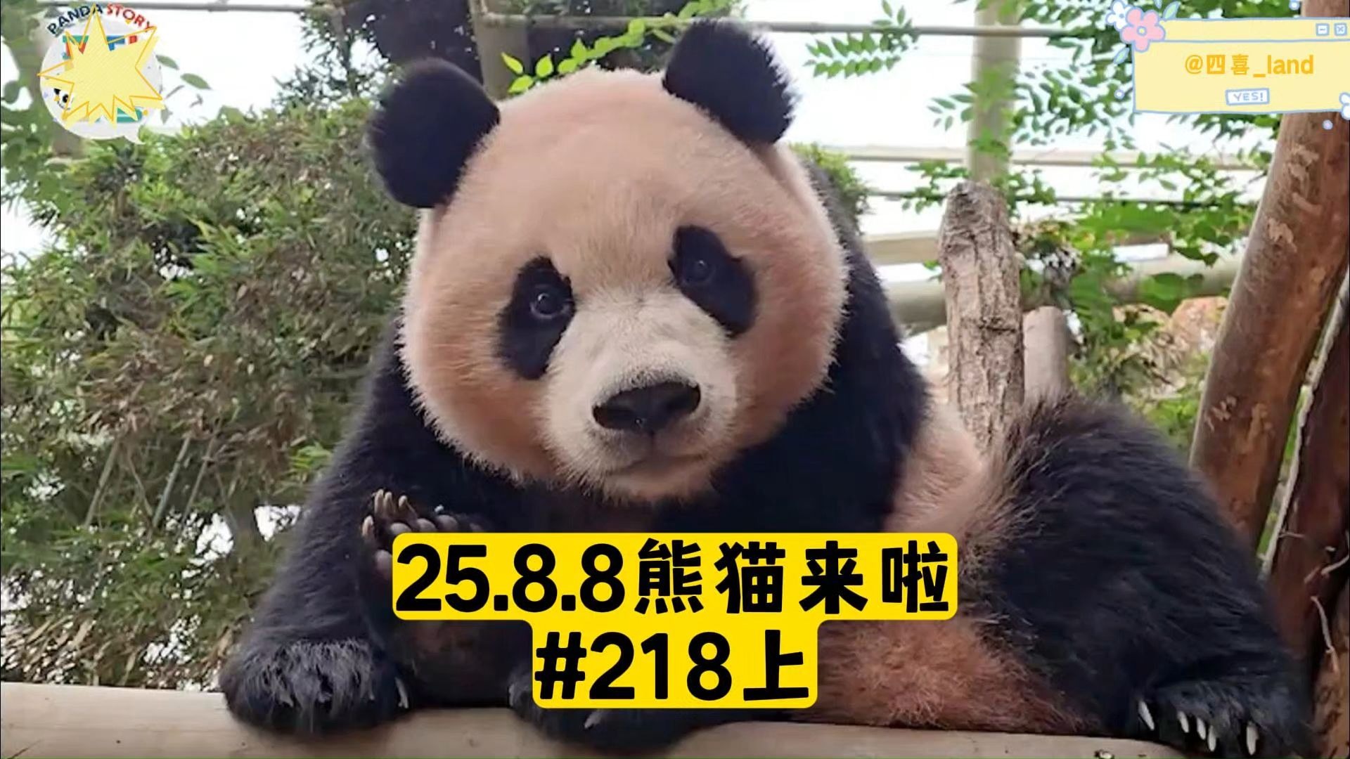 【中字】25.8.8熊猫来啦ep218上丨“我现在吃的是里面有驱虫