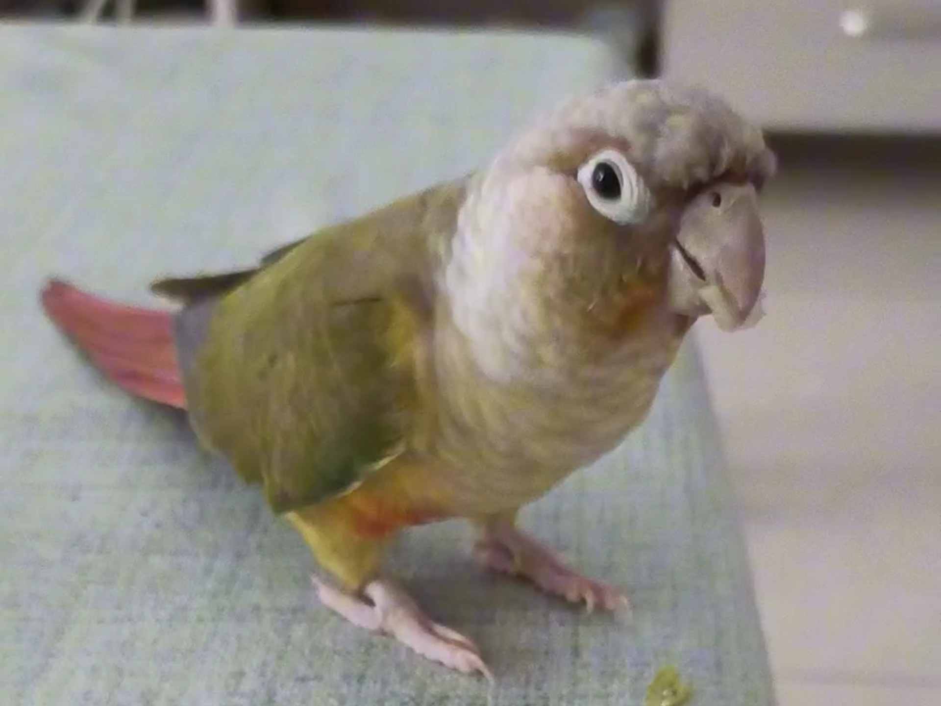 护食小太阳，它感觉自己是家中老大了？