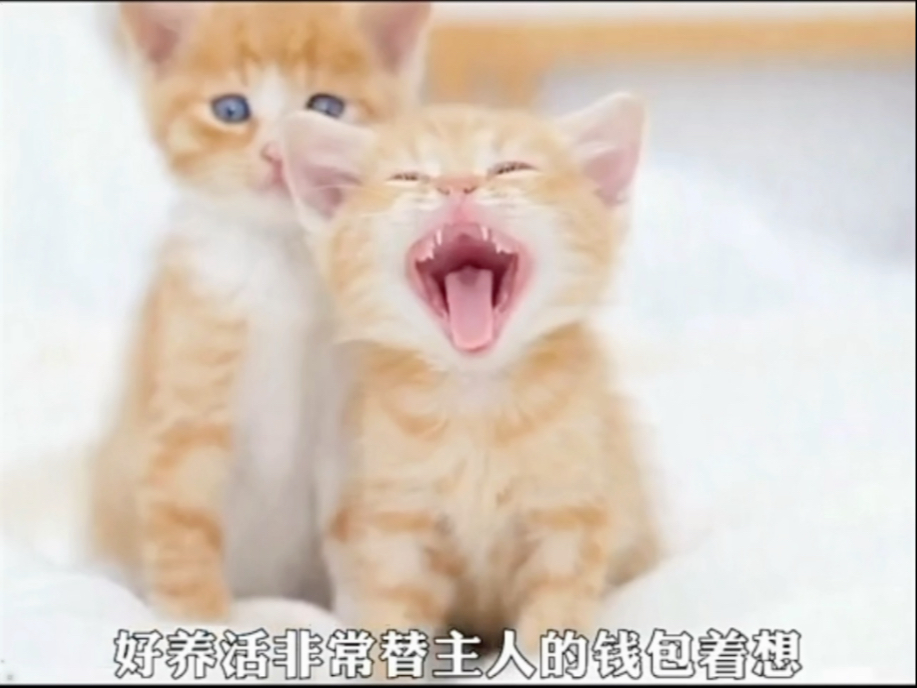 那些猫咪打针名场面 看看哪个最搞笑