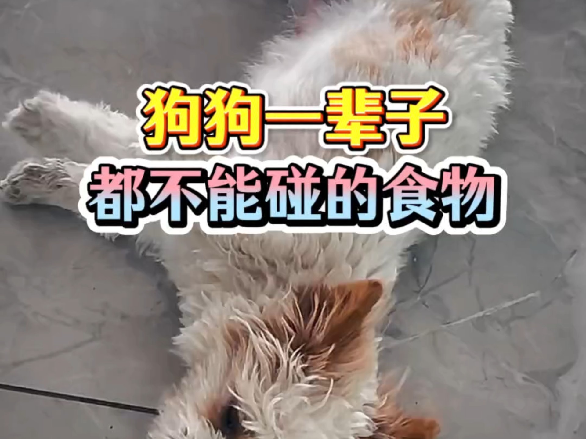 狗狗一辈子都不能碰的食物有哪些