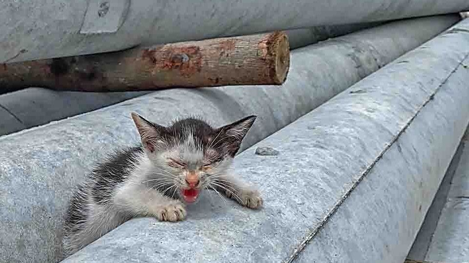 40℃，料工场被遗弃的小猫，又渴又饿，拼命呼救